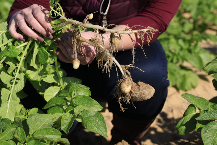 Potato prices slide as onion market holds firm