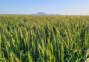 How smarter breeding is reshaping tomorrow’s crops