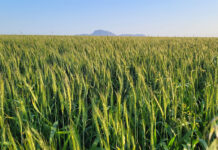 How smarter breeding is reshaping tomorrow’s crops