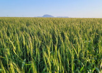 How smarter breeding is reshaping tomorrow’s crops
