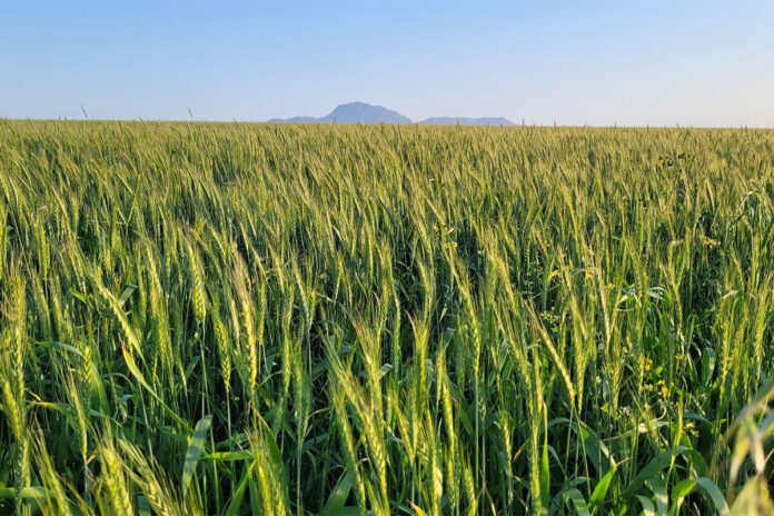 How smarter breeding is reshaping tomorrow’s crops