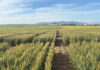 White wheat could shake up the SA market