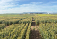 White wheat could shake up the SA market