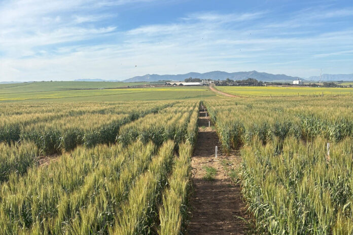 White wheat could shake up the SA market