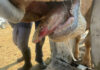 FMD may no longer be headline news, but 1 501 outbreaks remain unresolved