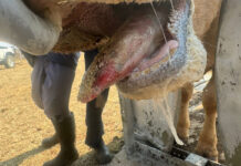 FMD may no longer be headline news, but 1 501 outbreaks remain unresolved