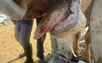 FMD may no longer be headline news, but 1 501 outbreaks remain unresolved
