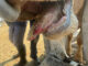 FMD may no longer be headline news, but 1 501 outbreaks remain unresolved