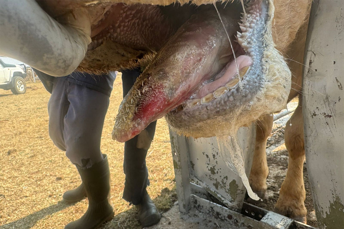 FMD may no longer be headline news, but 1 501 outbreaks remain unresolved