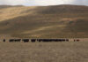 Livestock recovery gains ground, but price trends diverge