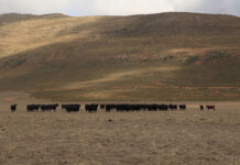 Livestock recovery gains ground, but price trends diverge