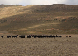 Livestock recovery gains ground, but price trends diverge