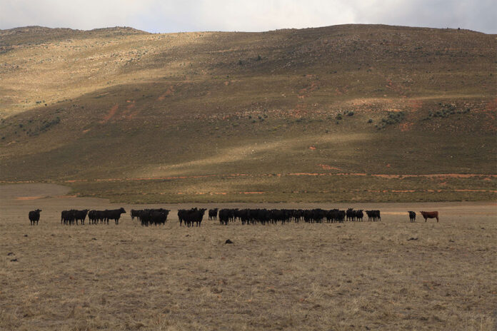 Livestock recovery gains ground, but price trends diverge