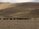 Livestock recovery gains ground, but price trends diverge