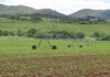 El Niño: preparing farm finances for a drier season