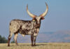 R6,4 million Ankole heifer sets new record at Ntaba Nyoni auction