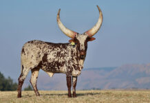 R6,4 million Ankole heifer sets new record at Ntaba Nyoni auction