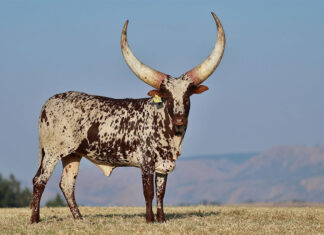 R6,4 million Ankole heifer sets new record at Ntaba Nyoni auction