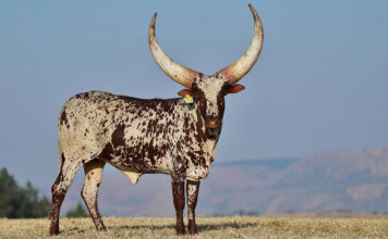 R6,4 million Ankole heifer sets new record at Ntaba Nyoni auction