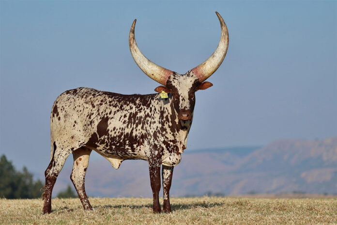 R6,4 million Ankole heifer sets new record at Ntaba Nyoni auction