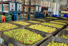 Smarter farming and food recovery can strengthen food security
