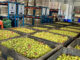 Smarter farming and food recovery can strengthen food security