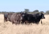 Namibia FMD outbreak could drive up SA red meat prices