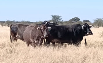 Namibia FMD outbreak could drive up SA red meat prices
