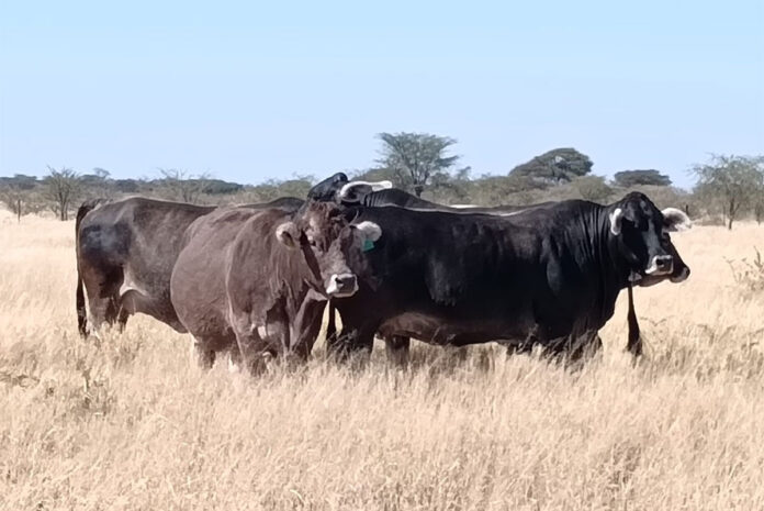 Namibia FMD outbreak could drive up SA red meat prices