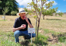 Wine, apples, and the art of ageing very well