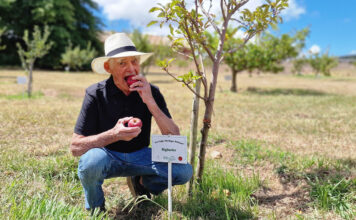 Wine, apples, and the art of ageing very well