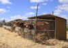 Keeping calves cool for a lifetime of gains