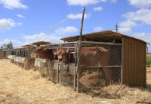 Keeping calves cool for a lifetime of gains