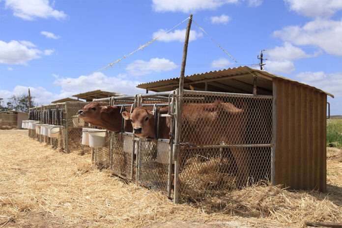 Keeping calves cool  for a lifetime of gains