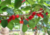 Early harvest and delayed access to China threaten SA cherry exports