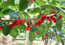 Early harvest and delayed access to China threaten SA cherry exports