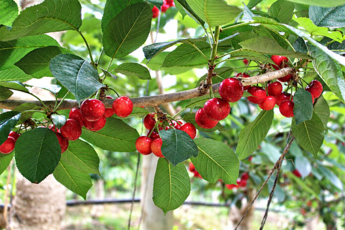 Early harvest and delayed access to China threaten SA cherry exports