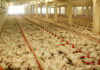 Building stronger biosecurity on poultry farms
