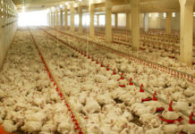 Building stronger biosecurity on poultry farms