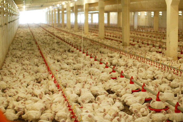 Building stronger biosecurity on poultry farms