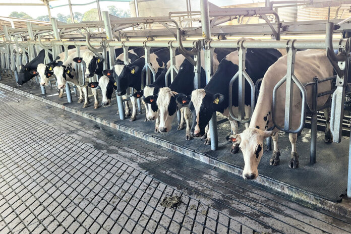 Dairy industry’s survival strategy is pushing farmers out