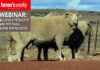 Webinar: Building a productive and profitable Dohne Merino flock
