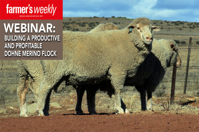 Webinar: Building a productive and profitable Dohne Merino flock