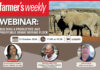 Webinar: Building a productive and profitable Dohne Merino flock
