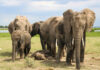 WWF sees progress in agriculture’s efforts to protect biodiversity
