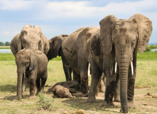 WWF sees progress in agriculture’s efforts to protect biodiversity