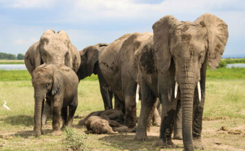 WWF sees progress in agriculture’s efforts to protect biodiversity