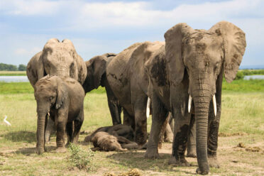 WWF sees progress in agriculture's efforts to protect biodiversity