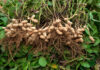 Groundnut industry eyes growth after strong 2026 season