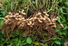 Groundnut industry eyes growth after strong 2026 season